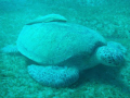   Turtle Remora fish Spot Abudabab bay south egypt  